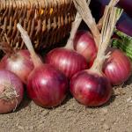 Potagères - Oignon Rouge Morada de Amposta - Cuisine du Monde - face recto